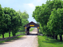 caine road