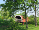 cedar