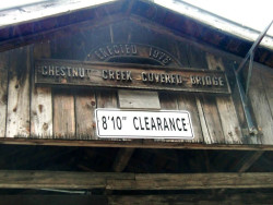chestnut