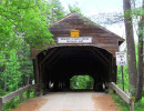 hemlock